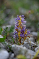 Hennepvreter; Hemp broomrape; Orobanche ramosa