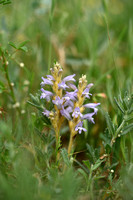 Hennepvreter; Hemp broomrape; Orobanche ramosa