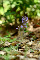 Hennepvreter; Hemp broomrape; Orobanche ramosa