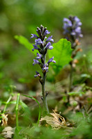 Hennepvreter; Hemp broomrape; Orobanche ramosa