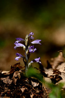 Hennepvreter; Hemp broomrape; Orobanche ramosa