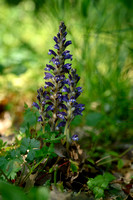 Hennepvreter; Hemp broomrape; Orobanche ramosa