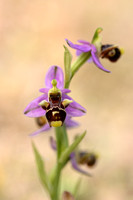 Horned Ophrys; Ophrys cornuta