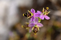 Horned Ophrys; Ophrys cornuta