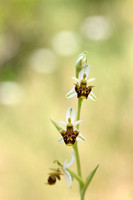 Horned Ophrys; Ophrys cornuta