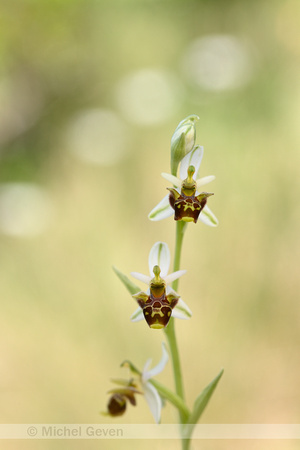 Horned Ophrys; Ophrys cornuta