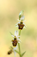 Horned Ophrys; Ophrys cornuta