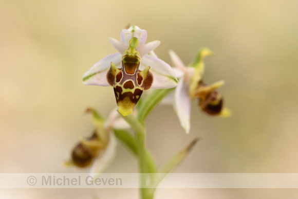 Horned Ophrys; Ophrys cornuta