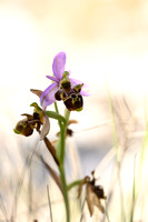 Horned Ophrys; Ophrys cornuta