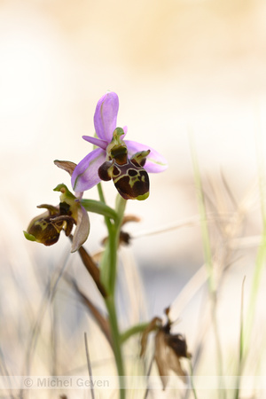 Horned Ophrys; Ophrys cornuta