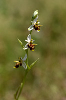 Horned Ophrys; Ophrys cornuta