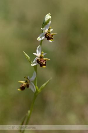 Horned Ophrys; Ophrys cornuta