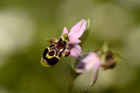 Horned Ophrys; Ophrys cornuta