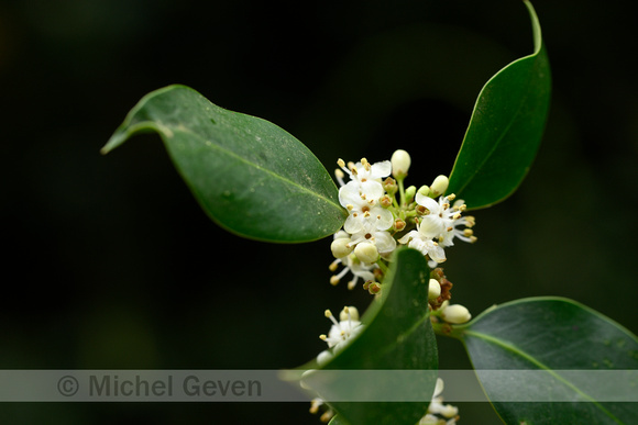 Hulst; Common Holly; Ilex aquifolium