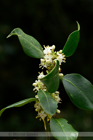 Hulst; Common Holly; Ilex aquifolium
