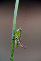 Lichtgroene sabelsprinkhaan; Two-coloured Bush-cricket; Bicolorana bicolor
