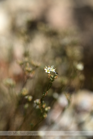 Minuartia rostrata