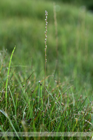 Moeraszoutgras; Marsh Arrowgrass; Triglochin palustris