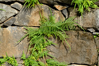 Pteris vittata