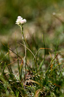 Rozenkransje; Mountain Everlasting; Antennaria dioica