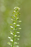 Amerikaanse Kruidkers; Virginia Peppergrass; Lepidium virginicum