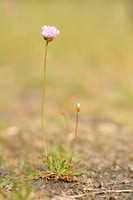 Engels Gras; Thrift; Armeria maritima;