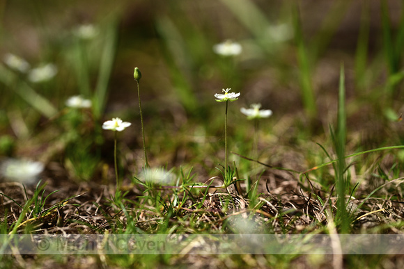 Sagina glabra