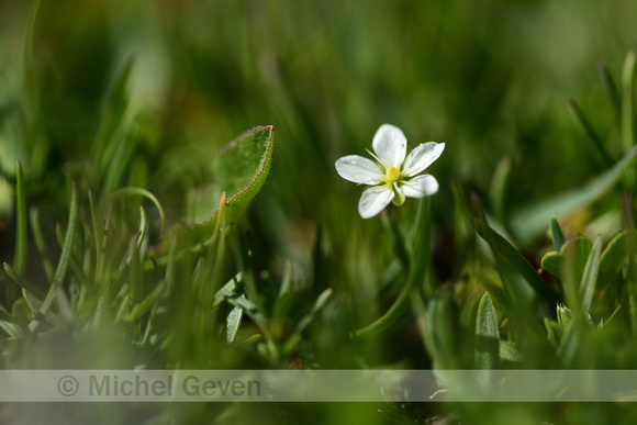 Sagina glabra