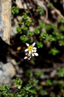 Saxifraga biflora
