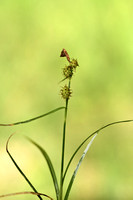 Schubzegge; Long-stalked Yellow-sedge; Carex lepidocarpa