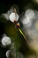 Schubzegge; Long-stalked Yellow-sedge; Carex lepidocarpa