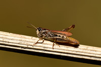 Steppesprinkhaan; Penumbra grasshopper;  Chorthippus vagans
