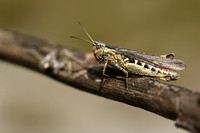 Steppesprinkhaan; Penumbra grasshopper; Chorthippus vagans