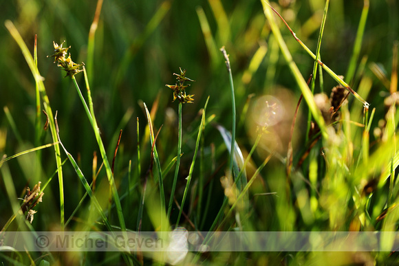 Sterzegge;Star Sedge; Carex echinata