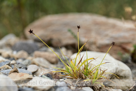 Sterzegge;Star Sedge; Carex echinata
