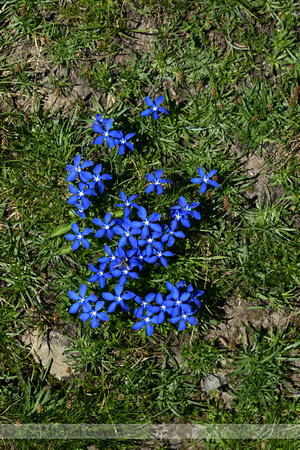 Voorjaarsgentiaan; Spring Gentian; Gentiana verna