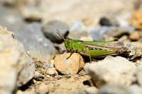 Wekkertje; Common green grasshopper; Omocestus viridulus