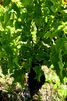 Wijnstok; Grape Vine; Vitis vinifera