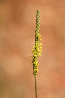 Zeeweegbree; Plantago maritima subsp. Serpentina