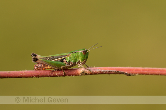 Zoemertje; Stripe-winged Grasshopper; Stenobothrus lineatus