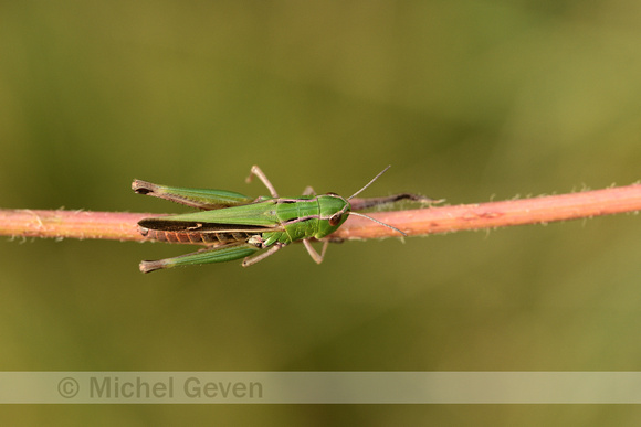 Zoemertje; Stripe-winged Grasshopper; Stenobothrus lineatus