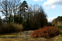 Wilde Gagel; Bog Myrtle; Myrica gale