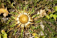 Zilverdistel; Carlina acanthifolia