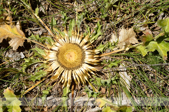 Zilverdistel; Carlina acanthifolia