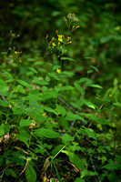 Hieracium prenanthoides