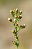 Gevlamde fijnstraal; Hairy Fleabane; Conyza bonariensis