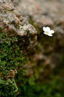 Arenaria balearica