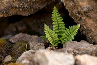 Dryopteris villarii