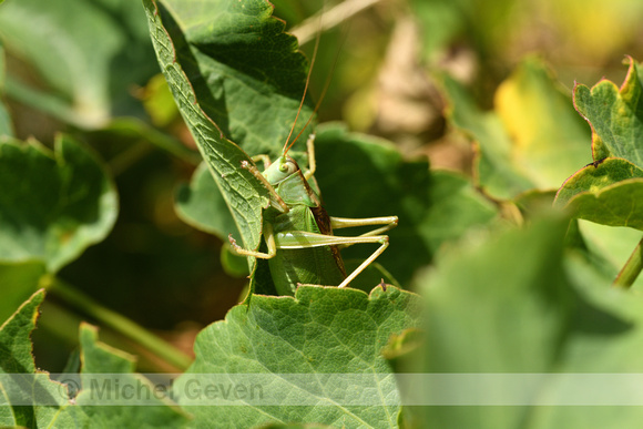Kleine groene sabelsprinkhaan; Upland Green Bush-cricket; Tettig