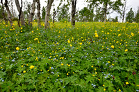 Europese Trollius; Globeflower; Trollius europaeus